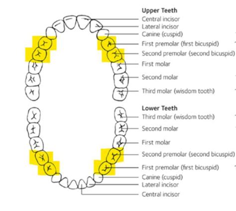 Bicuspid Teeth Everything You Need To Know Web Dmd
