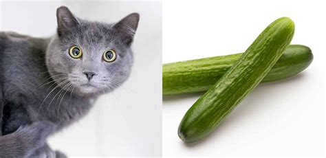 Why Are Cats Scared Of Cucumbers And Bananas