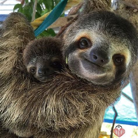 Babyanimalsadorable Cute Baby Sloths Cute Sloth Pictures Sloth