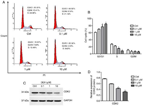 Start studying cell cycle (g1, s, g2, m phase). DEX induces G0/G1 phase arrest in MC3T3-E1 cells. (A) Cell ...