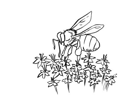 Coloriage Abeille Coloriage Abeilles Coloriages Animaux Images And