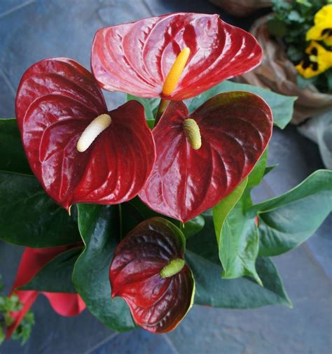 Photo Of The Bloom Of Flamingo Flower Anthurium Arion® Posted By