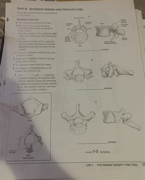 Solved Part B Vertebral Column And Thoracic Cage Gason Or Chegg Com