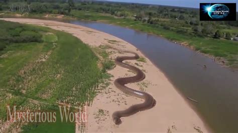 Worlds Longest Snake Found In Amazon River Giant