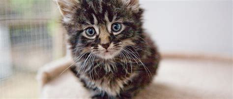 Kitten Development Milestones Newborn To One Year Old Checklist