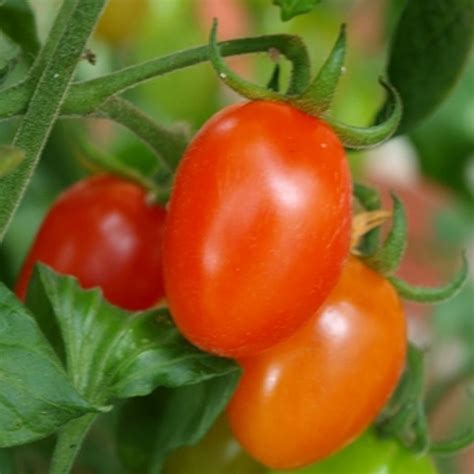 Tomato F1 Tropical Ruby Vegetable Seeds Tomato Seeds