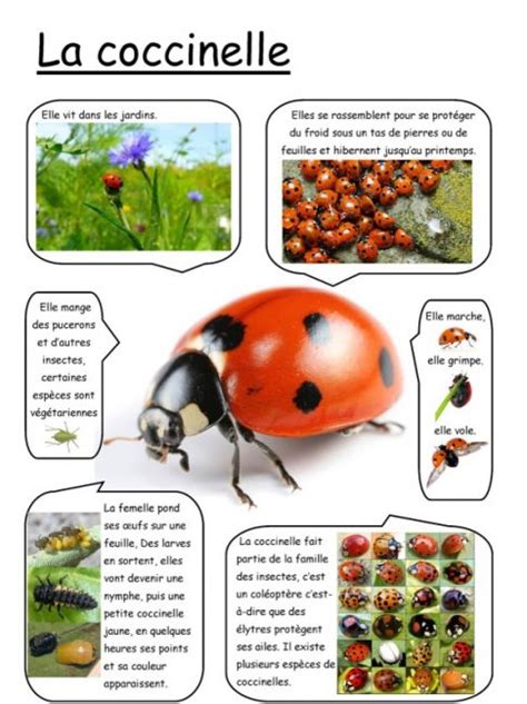 Projet Pedagogique Sur Les Insectes Eacurrent
