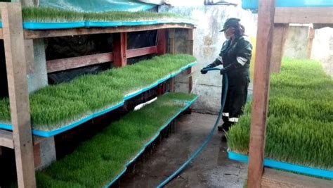 Producen Forraje Verde Hidrop Nico En Huancavelica
