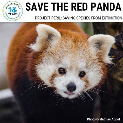 Project Peril Help Save The Red Panda Red Panda Panda Habitat