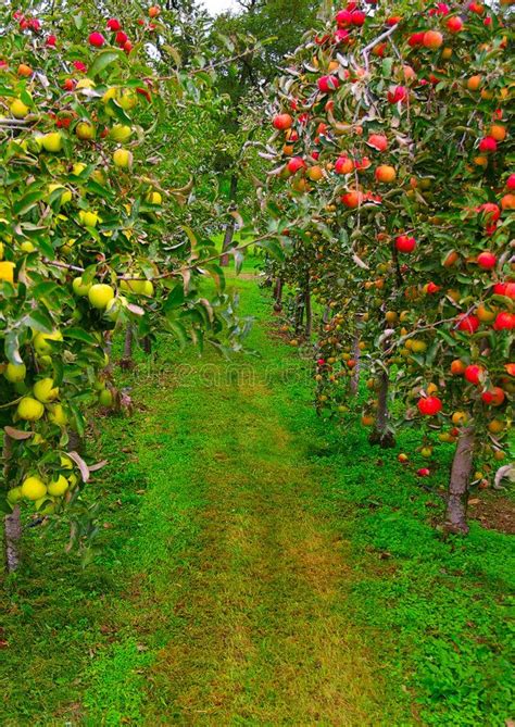 Apple Picking Near Me Florida Farm House