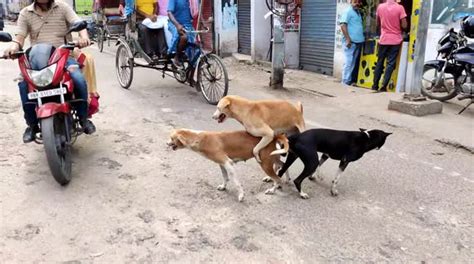 The Funny Street Dogs Mating Togather In Middle The Street In Very Well