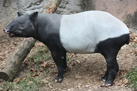 Das wort „tapir stammt aus der. Tapire