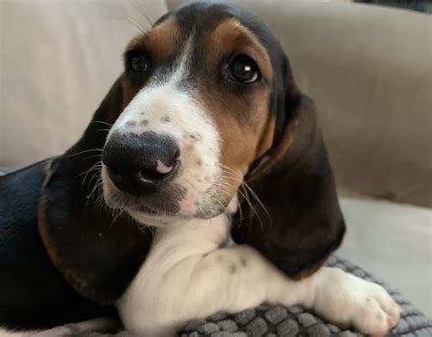 Basset Hound Puppies For Sale West Chester Pa 334529