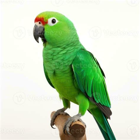 Green Parrot Isolated On White Background Generative Ai 27786535 Stock