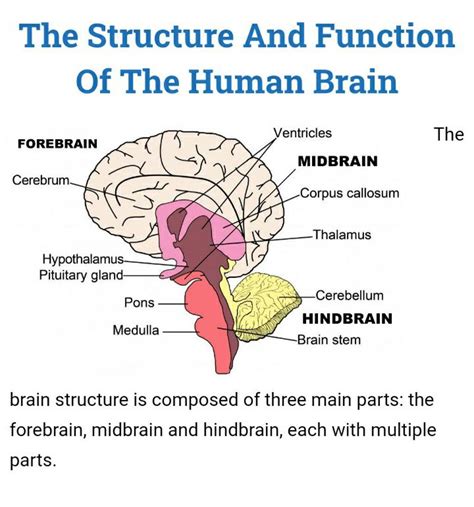 The Structure And Function Of The Human Brain The Brain Structure Is Comp