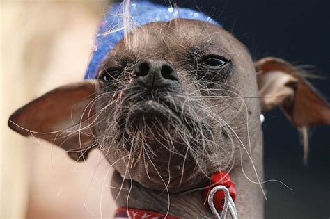 Search For Uks Ugliest Dog As Brits Invited To Submit Pics Of Uncute