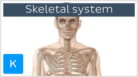 🏆 Skeletal System Meaning And Functions Axial Skeleton Anatomy