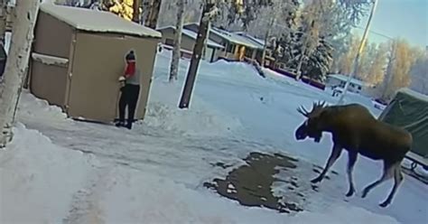 Video Camera Records Moose Trapping Alaska Man In Shed