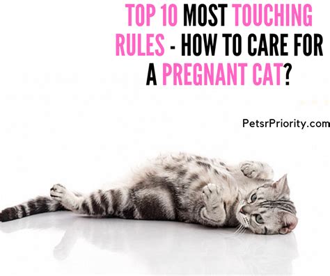 Top 10 Most Touching Rules How To Care For A Pregnant Cat