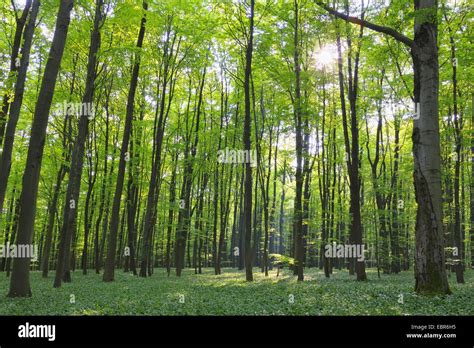 Common Beech Fagus Sylvatica Beech Forest In Spring Germany
