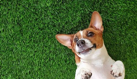 Ayoha 7' x 13' (91 square ft) artificial grass, realistic fake grass deluxe synthetic turf thick lawn pet turf, indoor/outdoor landscape,easy to clean with drain holes, non toxic, high density, 35mm 134 $189 99 The Best Artificial Grass for Dogs (Guide) | Install-It-Direct