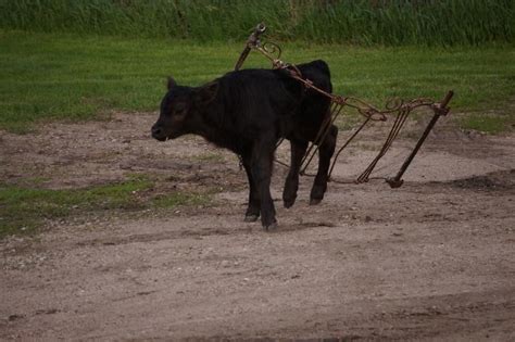 Cow Stuck In Fence Photo