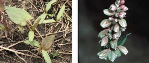 Weed Identification Wisconsin Horticulture