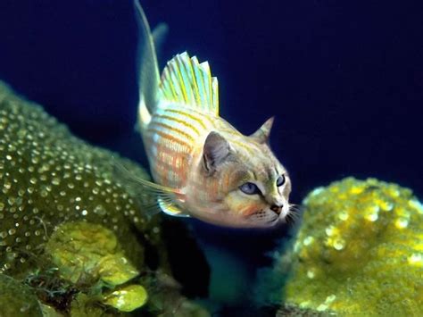 Most Funny Fishes New Photographs Funny And Cute Animals