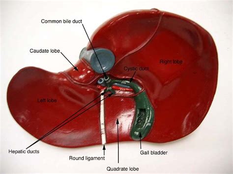 Liver diagram with labels and real human liver images also posted here. Lights and Dark on Pinterest