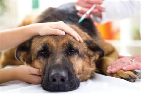 Bultos En Perros Causas Y Tratamiento