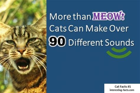 Cat Facts 10 Incredibly Fun Facts About Cats Interesting Facts