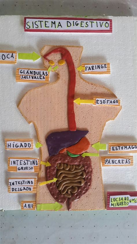 Maqueta Realista Del Sistema Digestivo Escuela Human