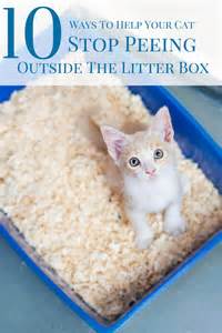 How Often Do Kittens Poop At 5 Weeks Guides Pets