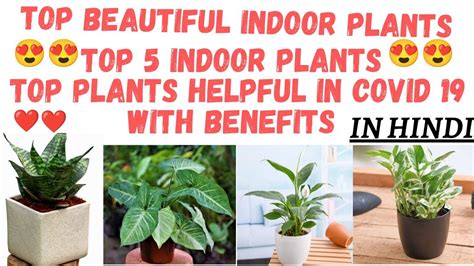 Top 5 Indoor Plantstop Beautiful Indoor Plantsoxygen Producing Plants