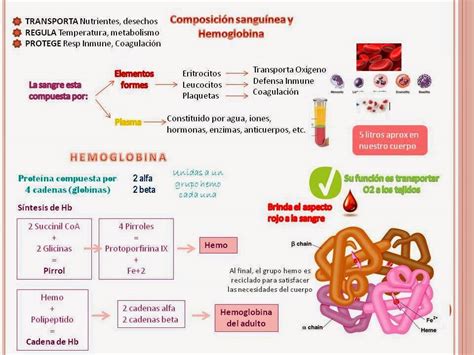 Blog De Fisiologia Susan Karely Lopez Oropeza Hemoglobina Y Hemostasia