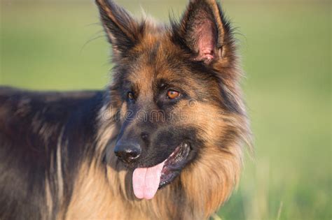 German Shepherd Dog Long Haired Outdoor Portrait Stock Image Image Of
