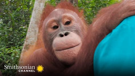 Baby Orangutan Beni Is Back In Action 🎉 Orangutan Jungle School