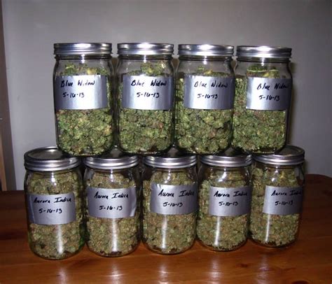 You may also cut off branches individually and hang them for the drying process. The Seven Key Stages Of The Marijuana Plant Life Cycle
