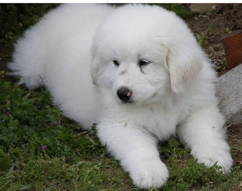 Great pyrenees were bred to work independently while guarding livestock, as such, they tend to become bored with standard training procedures the great pyrenees' coat is mainly white, though it may contain gray or brown markings, usually on the ears, tail, and head. White Great Pyrenees Puppy picture.PNG | Great pyrenees ...