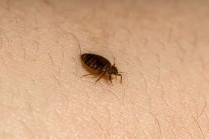 We are licensed by the new york state department of environmental conservation and insured. Bed bugs in Pest Control - Pest Control Brentwood NY