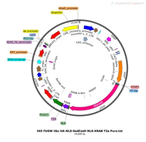 Addgene Plv Hubc Dsacas9 Krab T2a Puror