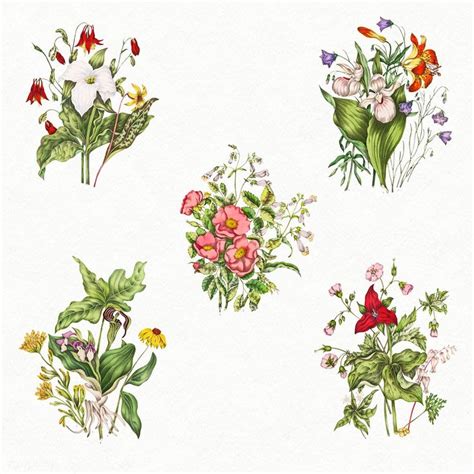 Set Of Antique Canadian Wild Flowers Illustration Premium Image By