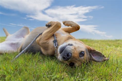 Rolling in grass is one such oddity that makes dog owners ask what their dog is up to. Why Is My Dog Rolling Around in Poop? - Canna-Pet®