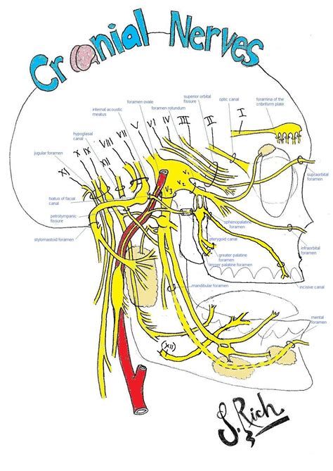 12 Cranial Nerves Art Dental Anatomy Medical School Studying Human