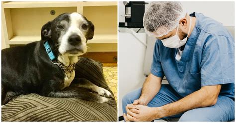 In this article, we will break down the disease is considered relatively rare, and it's not necessarily anyone's fault. Grandfather & Grandkids Ask Vet To Euthanize Dog Because ...