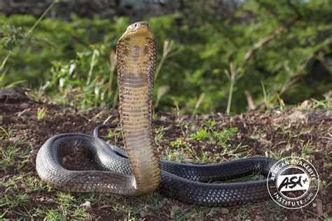 Forest Cobra African Snakebite Institute
