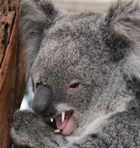 I Spent A Month Searching For Drop Bears And This Is What Happened