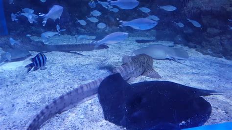 Pada kenyataanya, tanaman di dalam akuarium dapat memberikan oksigen tambahan untuk respirasi ikan memasukkan ikan alga eater pada akuarium adalah ide yang sangat baik. Ikan di dalam aquarium raksasa - YouTube