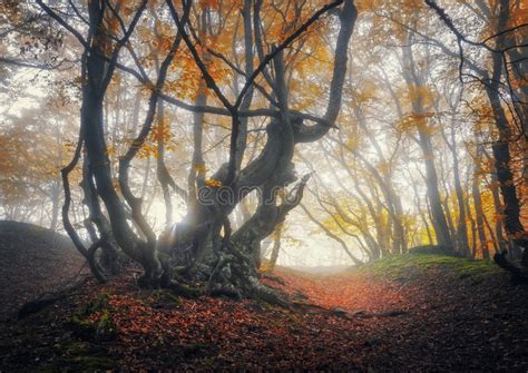 Mystical Autumn Forest With Path In Fog Old Tree Stock Image Image