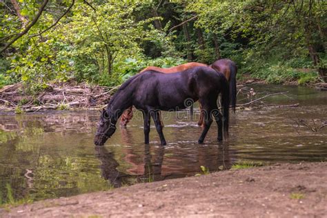 A Herd Of Beautiful Horses Drink Water From River Gradac In Valjevo